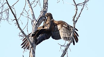 Immature bird lifting tree bark, South Africa
