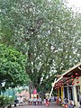 The ancient Bodhi tree at Lorong How Sun