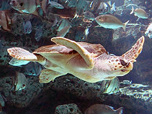 Sea turtle swimming near a diverse group of fish.