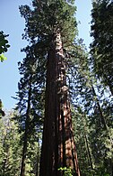 The largest tree in Tuolumne Grove