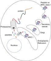 Antigen processing and presentation inside any nucleated cell in your body. Shows a time sequence starting at 'protein' and proceeding counter-clockwise finishing with 'Peptide on MHC'. If cell is cancerous or infected, the displayed peptide might be abnormal (non-self), activating a T cell which can detect a peptide displayed at 0.1%-1% of the MHC molecules on the cell surface.