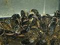 Live blue mussels