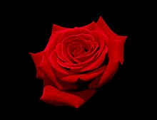Picture of a red rose