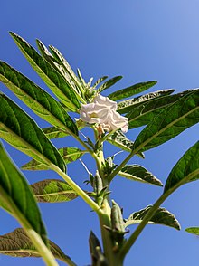 Flowers & Seed Capsules on Sesame Plant