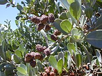 Buttonwood (Conocarpus erectus)