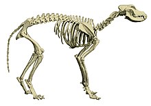 A skeleton of a dog.