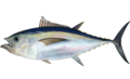 Großaugen-Thunfisch (Thunnus obesus)
