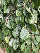 Leaves of a weeping cultivar of European beech