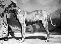 Great Dane from 1879