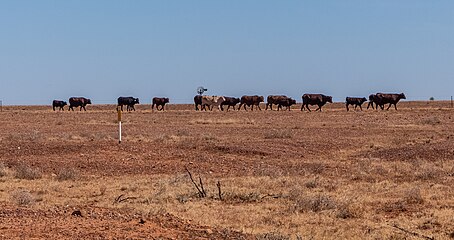 Australian Droughtmaster cattle on an extensive farm in Queensland, Australia