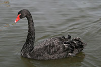 State bird: Black Swan
