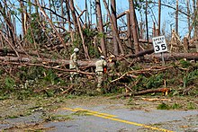 Photograph of the Florida National Guard amid downed and snapped trees along a road