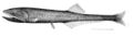 Image 68Many bristlemouth species, such as the "spark anglemouth" above, are also bathypelagic ambush predators that can swallow prey larger than themselves. They are among the most abundant of all vertebrate families. (from Pelagic fish)