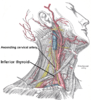 Inferior thyroid artery and ascending cervical artery