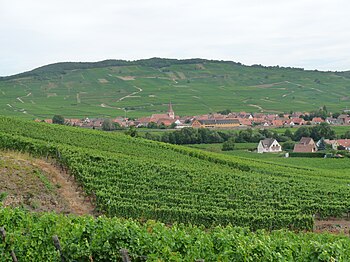 Die Lage Furstentum im Hintergrund der Gemeinde Kientzheim.