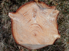 Picea abies trunk cross section