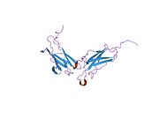 1n6v: Average structure of the interferon-binding ectodomain of the human type I interferon receptor