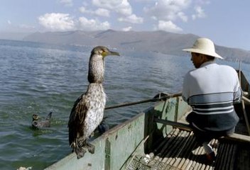 Chinese fisherman with one of his cormorants on Erhai Lake near Dali, Yunnan. The bird's throat snare is visible via the constriction in the bird's neck.