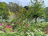 Pilikula Botanical Garden - Bougainvillea garden near the lake