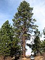 Pinus ponderosa subsp. ponderosa, Klamath Marsh National Wildlife Refuge