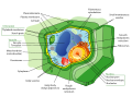 Image 7Structure of a plant cell (from Plant cell)