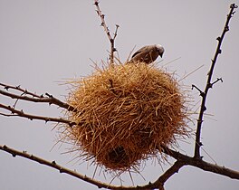 Pseudonigrita nest in Kenya, with entrance below