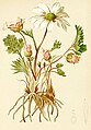 Anemonen-Schmuckblume im „Atlas der Alpenflora“
