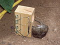 A rat caught in a rat trap.