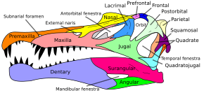 colour coded diagram of a Spinosaurus skull, showing an elongate snout and conical teeth