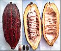 Kakaofrucht ganz und halbiert (mit bzw. ohne Bohnen); kleines Bild unten: drei Bohnen (roh, fermentiert, geröstet)
