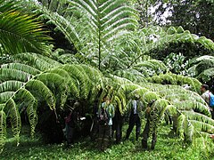 Large plant in Costa Rica dwarfing some observers