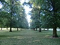 Detail shot of the rows of trees near the Teddington gate