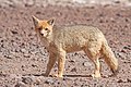 Lycalopex culpaeus, A Culpeo or Andean Fox