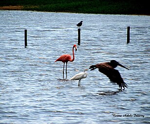 Flamingo and other birds in Yeguada barrio in Camuy