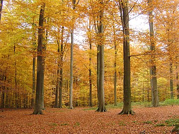 The Sonian Forest in the autumn