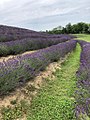 Lavender field in Kőröshegy
