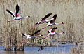 Lesser flamingo flock