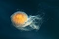 Lion's mane jellyfish, contracting