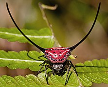Macracantha arcuata - Curved Spiny Spider (8550192839) by Rushen edit
