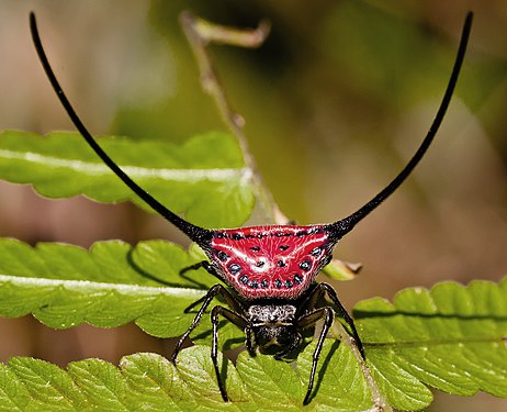 Curved spiny spider (Macracantha arcuata). Kaeng Krachan National Park, Thailand (created by Rushenb; nominated by MER-C)