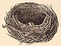 Illustration of a saddleback nest