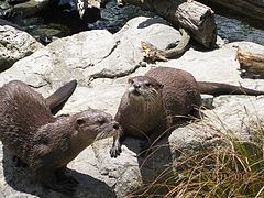 Two of zoo's otters