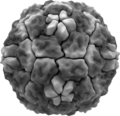Virion des Rhinovirus
