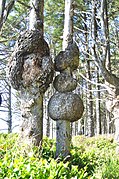 Burls on Sitka spruces, Olympic National Park, Washington, US