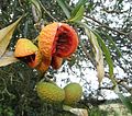 Tabernaemontana catharinensis: dehiscence of paired, ripe fruits, revealing black seeds in deep orange pulp.