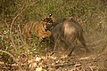 Zwei Tiger beim Kampf mit einem Wildschwein