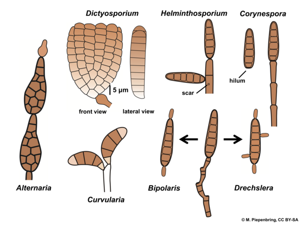 Asexual forms, Hyphomycetes, Pleosporales, Ascomycota (diagram by M. Piepenbring)