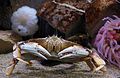 Dungeness Crab (Metacarcinus magister)[47]