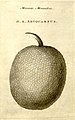Breadfruit, named and described in Characteres generum plantarum (1776)