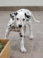 A three-month-old Dalmatian